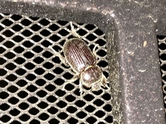 Hemiphileurus illatus