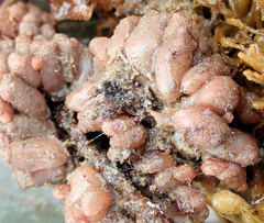 Styelidae