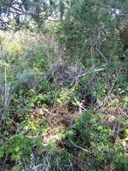 Neotoma fuscipes annectens