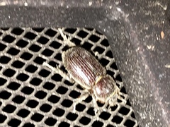 Hemiphileurus illatus