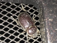 Hemiphileurus illatus