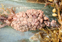 Styelidae