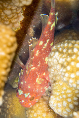 Sebastapistes cyanostigma