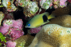 Plectroglyphidodon johnstonianus