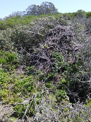 Neotoma fuscipes annectens