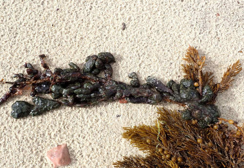 Photo of Star ascidian (Botryllus schlosseri)