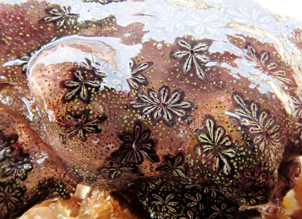 Photo of Star ascidian (Botryllus schlosseri)