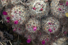 Mammillaria erythrosperma