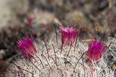 Mammillaria erythrosperma