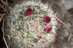 Mammillaria erythrosperma