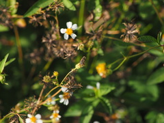 Eristalinus arvorum
