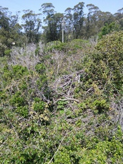 Neotoma fuscipes annectens