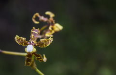 Cyrtochilum divaricatum