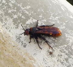 Megascolia maculata maculata