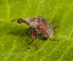 Himatolabus pubescens