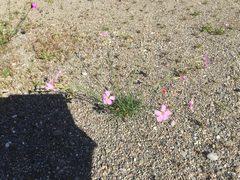 Dianthus caryophyllus