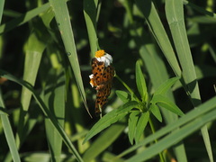 Polygonia c-aureum lunulata