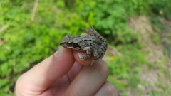 Rana dybowskii