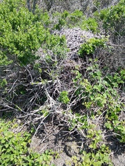 Neotoma fuscipes annectens