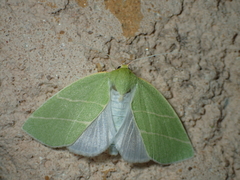 Bena bicolorana