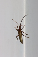 Centrodera decolorata