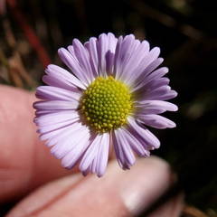 Brachyscome stuartii