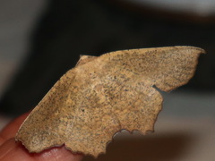 Polyacme dissimilis