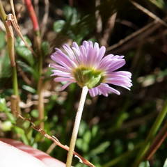 Brachyscome stuartii