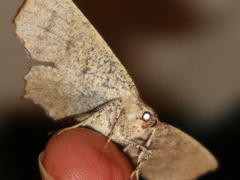 Polyacme dissimilis