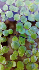 Hydrometra stagnorum