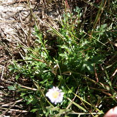 Brachyscome stuartii