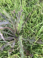 Cirsium horridulum vittatum
