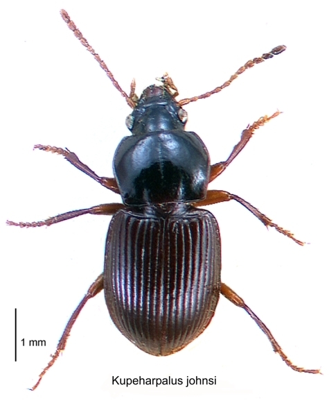 Kupeharpalus johnsi