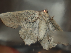 Polyacme dissimilis