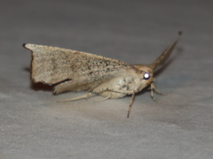 Polyacme dissimilis
