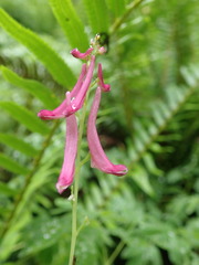 Corydalis scouleri
