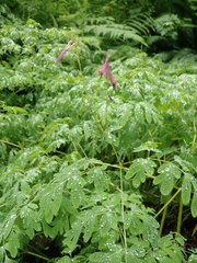 Corydalis scouleri