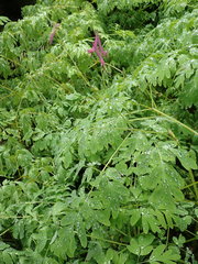 Corydalis scouleri