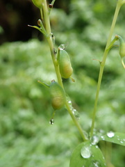 Corydalis scouleri
