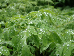 Corydalis scouleri
