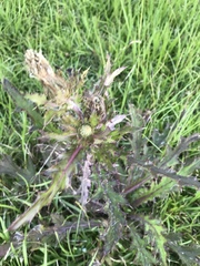 Cirsium horridulum vittatum
