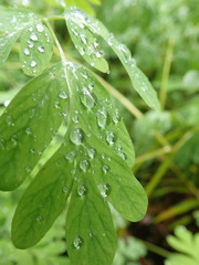 Corydalis scouleri