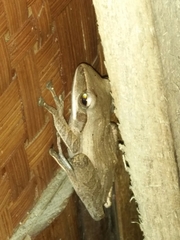 Polypedates leucomystax