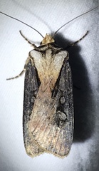 Agrotis volubilis