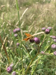 Thymelicus lineola