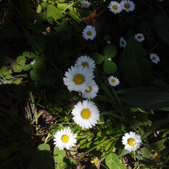 Bellis perennis