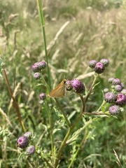 Thymelicus lineola