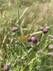 Thymelicus lineola