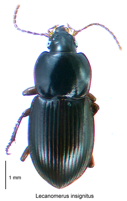 Lecanomerus insignitus