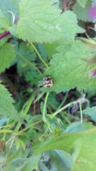 Tritomegas bicolor